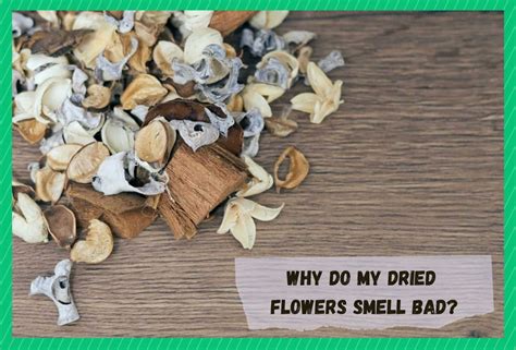 Why do my dried flowers smell bad?