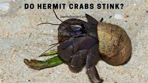 Why do my hermit crabs stink?