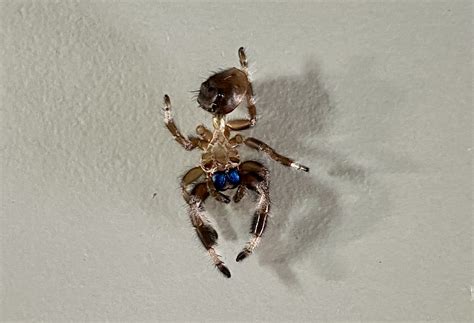 Why do my jumping spiders keep dying?