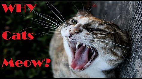 Why do new cats meow at night?