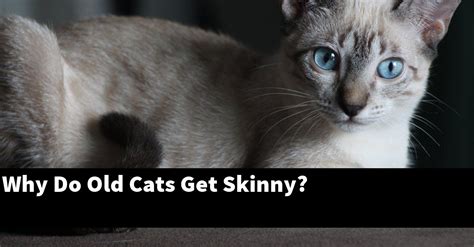 Why do old cats get bony?