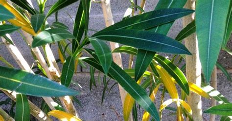 Why do oleander leaves turn yellow and fall off?