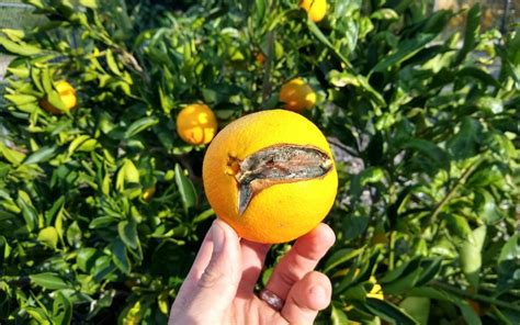 Why do oranges not rot?