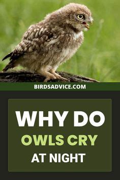 Why do owls cry at night?