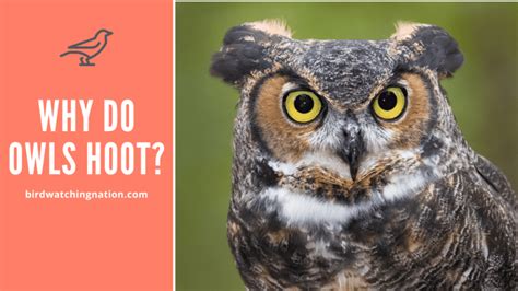 Why do owls hoot 4 times?