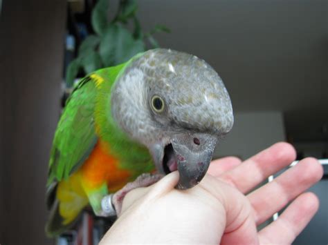 Why do parrots bite your hair?