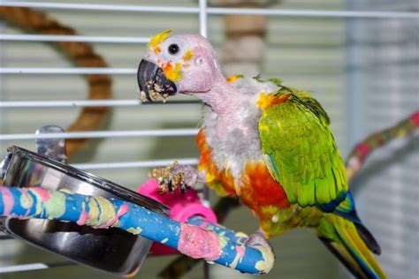 Why do parrots peck you?