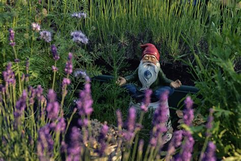 Why do people collect gnomes?