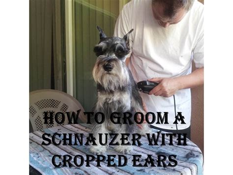 Why do people cut schnauzers ears?