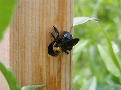 Why do people hate carpenter bees?