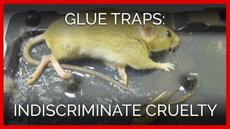 Why do people hate glue traps?