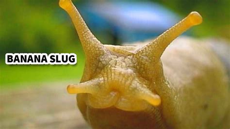 Why do people lick banana slugs?
