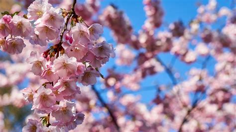 Why do people like cherry blossoms?