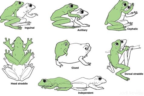 Why do people like frogs?