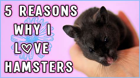 Why do people love hamsters?