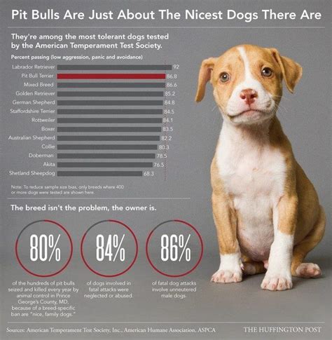 Why do people own pitbulls?