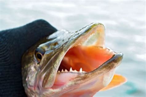 Why do pike lose their teeth?