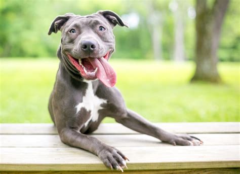 Why do pitbulls give you their paw?