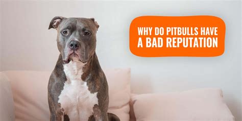 Why do pitbulls have a bad reputation?