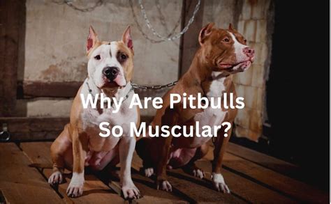 Why do pitbulls lay on their stomach?