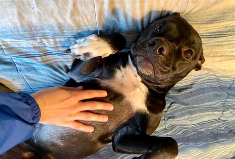 Why do pitbulls like their belly rubbed?