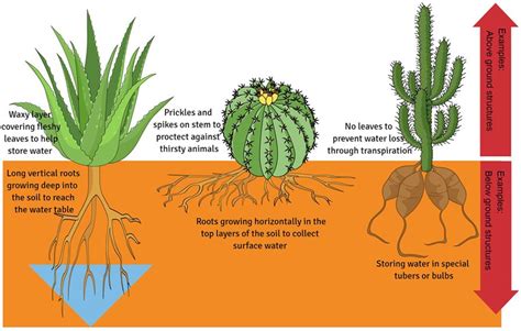 Why do plants not like salt water?