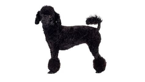 Why do poodles have that haircut?