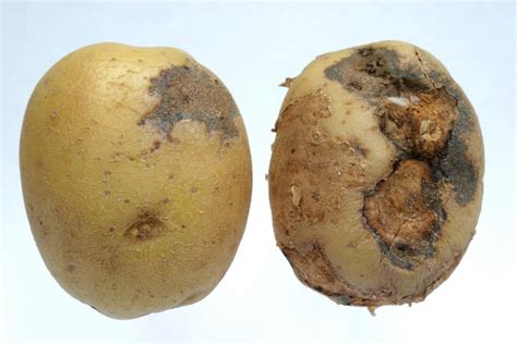 Why do potatoes rot in water?