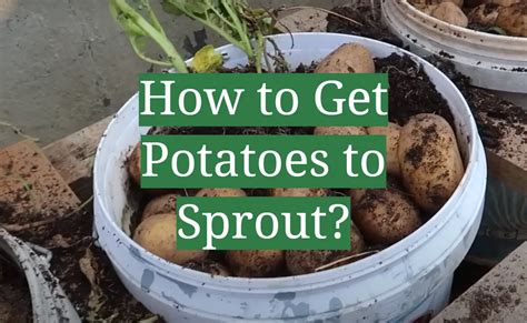 Why do potatoes sprout so quickly?