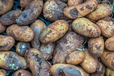 Why do potatoes start to rot?