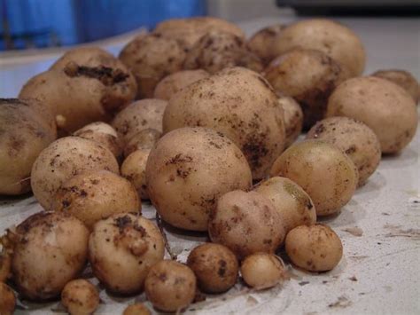 Why do potatoes turn purple in fridge?