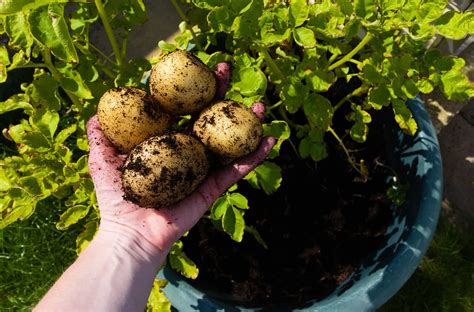 Why do potatoes turn red in water?