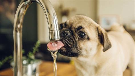 Why do puppies love drinking water?