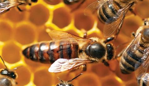 Why do queen bees live longer?