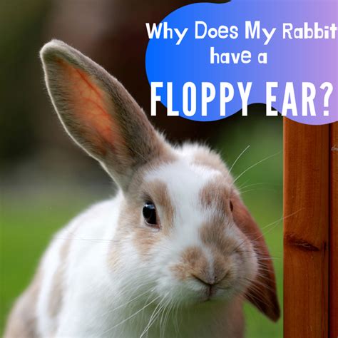 Why do rabbits bump you?