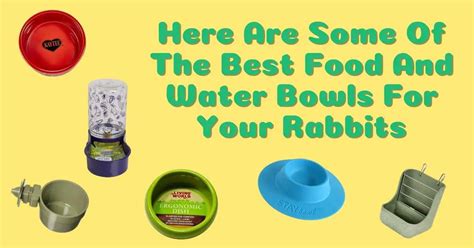 Why do rabbits dump their water bowl?