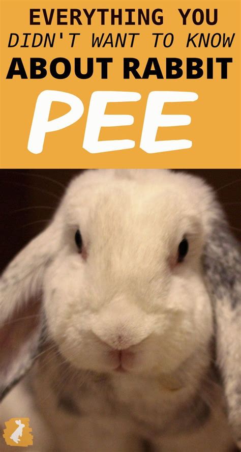Why do rabbits pee near you?
