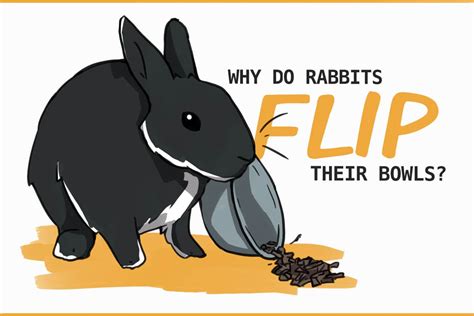 Why do rabbits throw their water bowl?