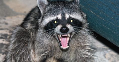 Why do raccoons have such a bad reputation?