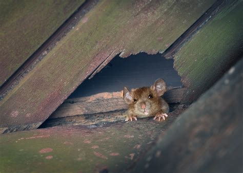 Why do rats scare us?