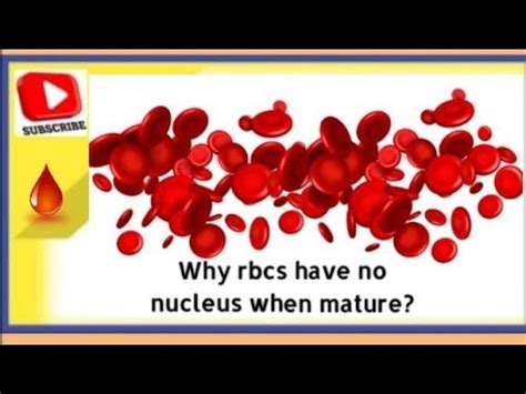 Why do red blood cells only live for 3 months?