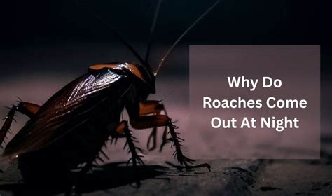 Why do roaches creep me out?