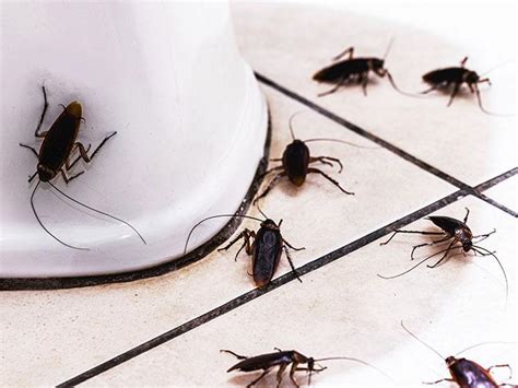 Why do roaches hide in bathroom?