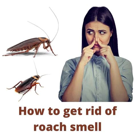 Why do roaches smell when you kill them?