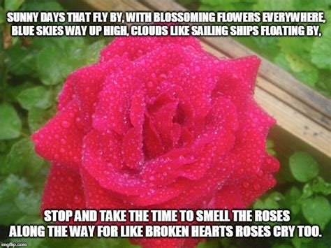 Why do roses cry?