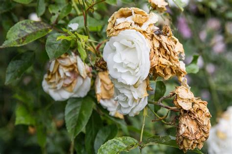 Why do roses wilt in water?