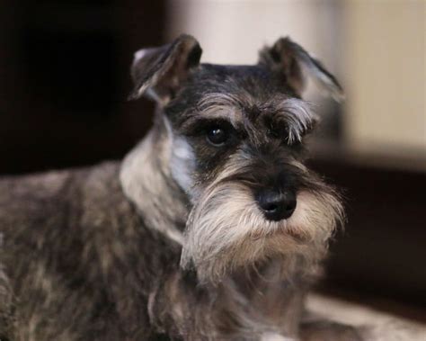 Why do schnauzers have brown beards?