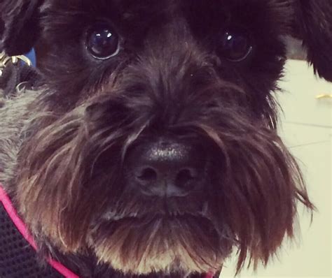 Why do schnauzers have whiskers?