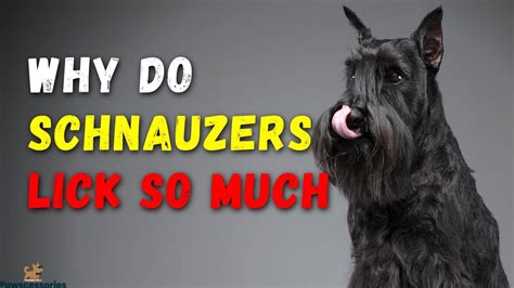 Why do schnauzers lick you?