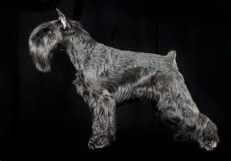 Why do schnauzers put their ears back?